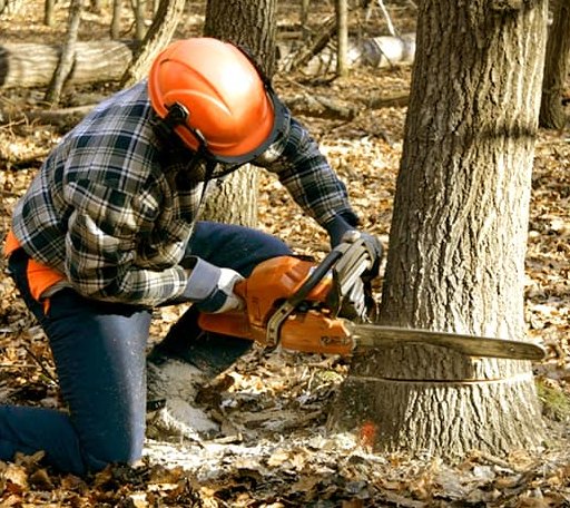Tree Removal in Oglethorpe, GA